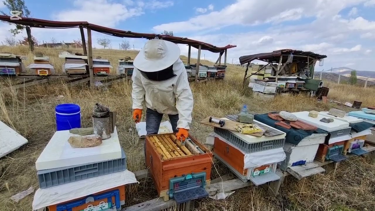 ARILARDA KIŞA HAZIRLIK SON BESLEME VE KONTÜROL#arıcılık#arı# 16 EKİM