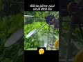  ماذا تعتقد هل فعلها فعلا