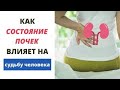 Почки | Симптомы Заболевания | Что нужно для здоровья почек