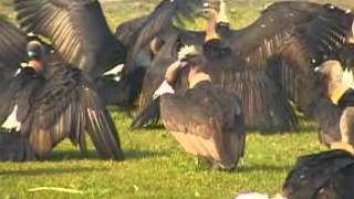 Vulture (Jatayu) Restaurant and Conservation Approach in Nepal-BCN Documentary