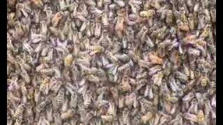 House-hunting bees behave like a brain