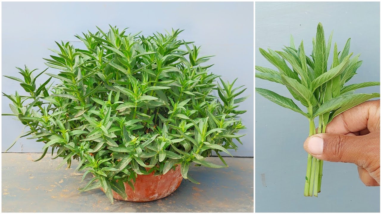 أفضل طريقة لزراعة النعناع السعودي او الحبق بالعقلة الطرفية