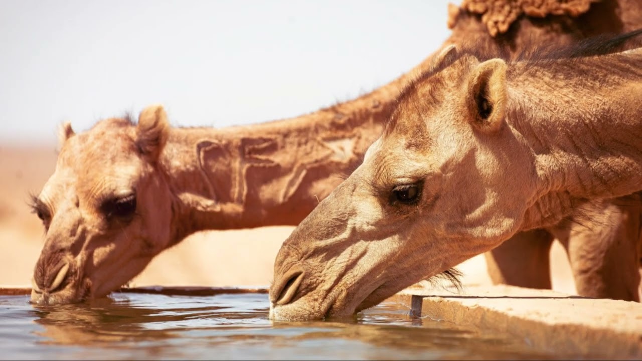 Nature's Survivors: Animals with Unbelievable Endurance