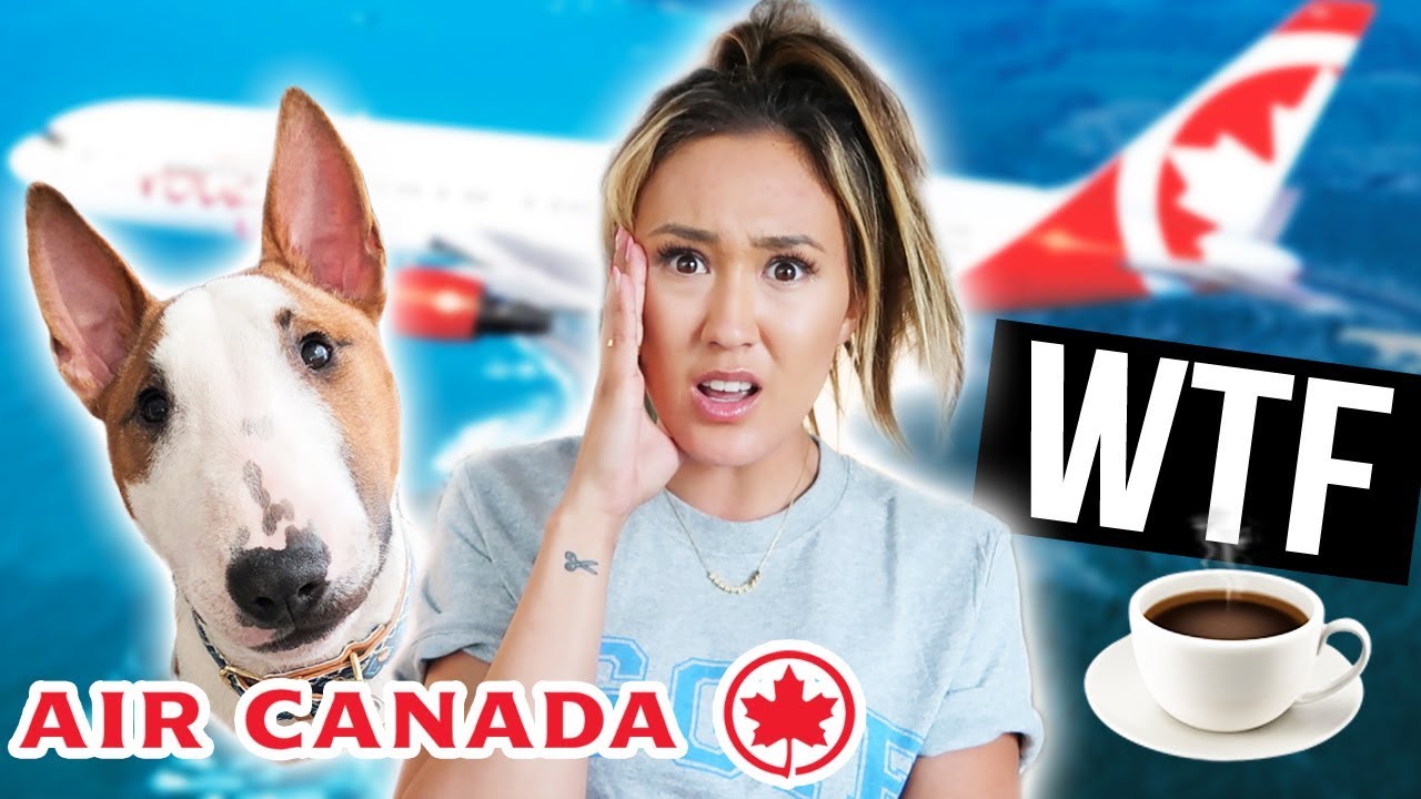 AIRLINE HARASSED MY DOG AND I beautycon