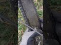 Ascutim lanțul drujbei. Tăiem lemne #shorts