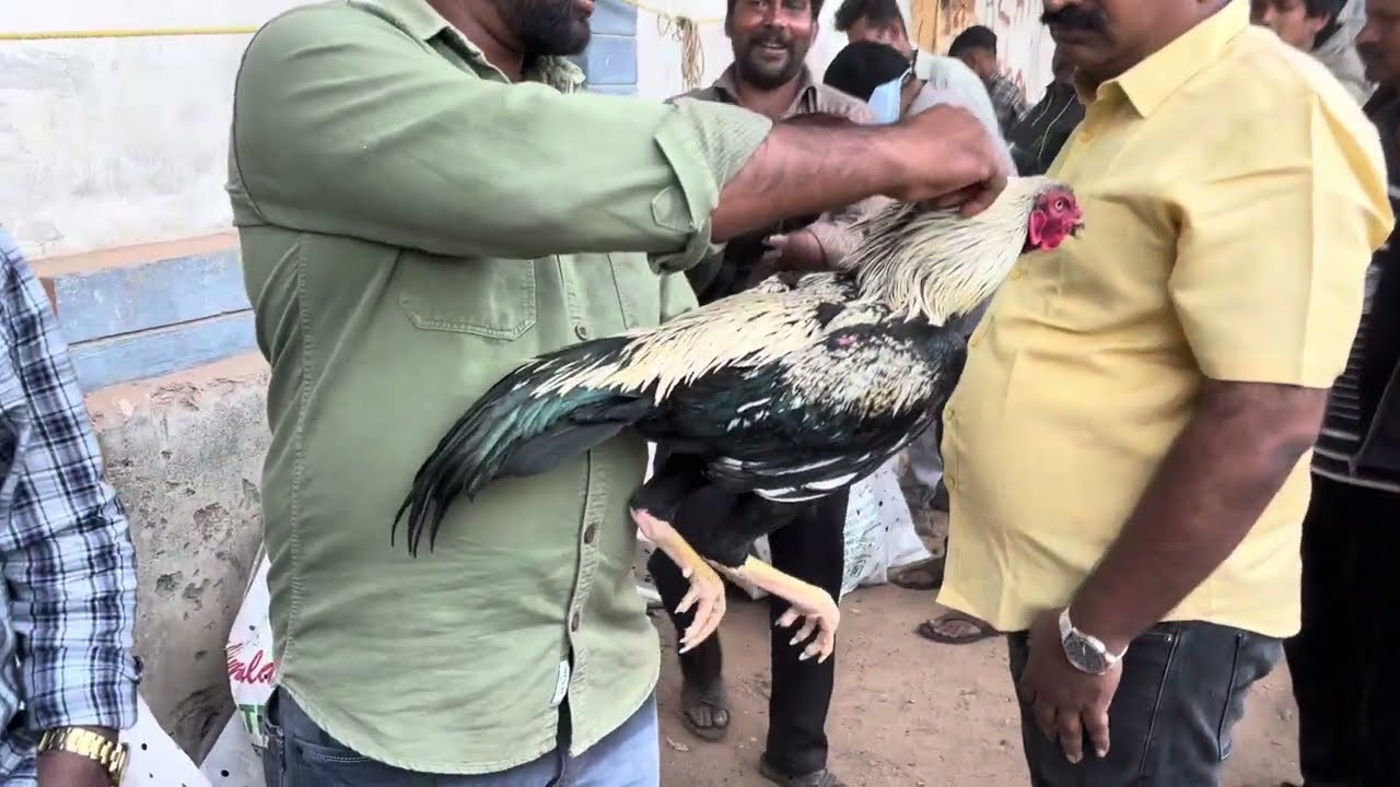 ERRAGADDA MARKET JAATHI KOLLU THAKUVA PRICE LONE 🐓😱😱#youtubeshorts #aseelmurga #viralvideos #murga