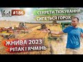 ЖНИВА 2023 🌾🔥  Висипався весь горох❗️Молотимо ріпак і ячмінь