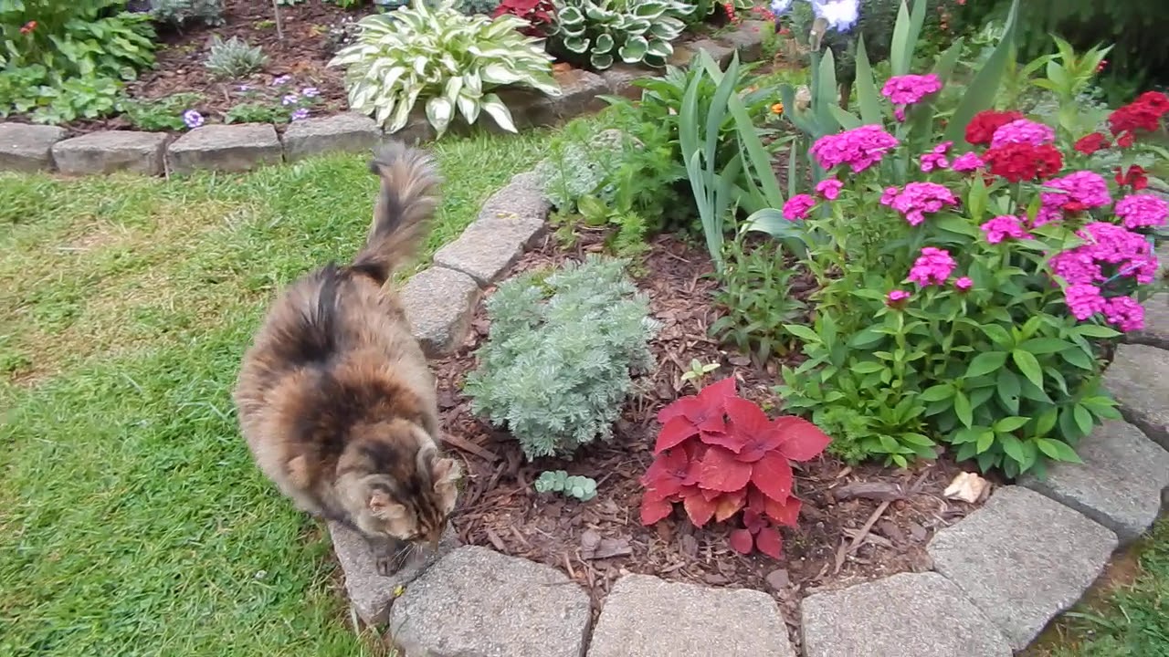 Asheville Garden 5/13/20 - YouTube