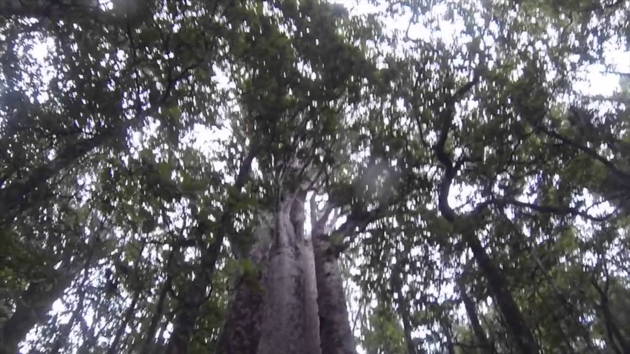 Ancient Kauri of Waipoua Forest