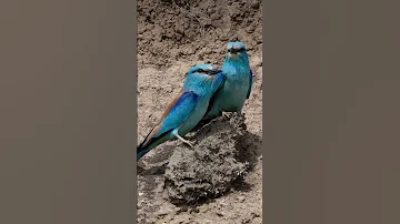 Сизоворонка | European Roller