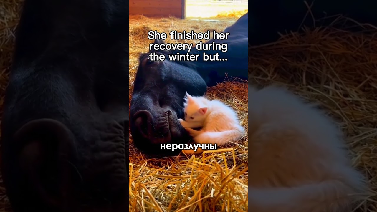 Конь спас котёнка