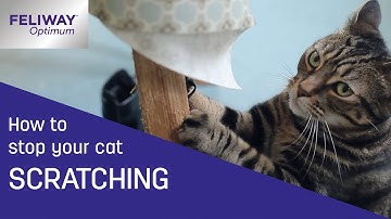 How reduce cat scratching? FELIWAY® Optimum