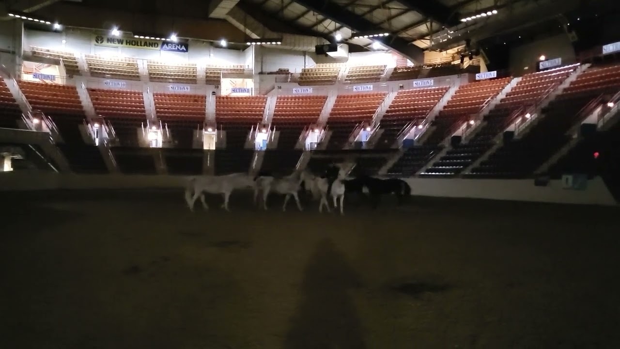 Early Morning Liberty Practice with Jenny Vidbel at Horse World Expo 2023