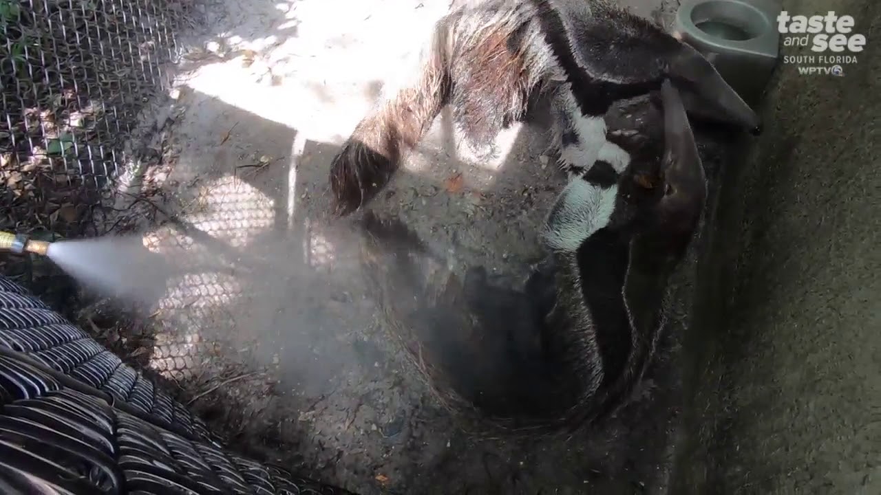 vero beach weather How anteaters cool off at the Palm Beach Zoo
