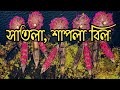 লাল শাপলা বিল,সাতলা। Lal Shapla bill Satla.Barishal Shapla bill. Wazirpur Shapla Bill Tour