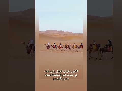 الجمل معجزة الصحراء في الصبر والتحمل الجمل حيوانات الصحراء معلومة سر المخلوقات