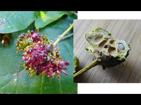 Video: Oak barbel - serangga yang terdaftar di Buku Merah