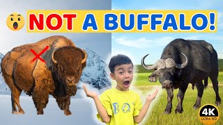 It Looks Like a Buffalo… But It’s NOT! | Amazing Animal Facts for Kids | Meet BISON