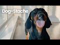 Dachshund Has a Yogurt Mustache