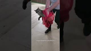 Ловим беременную Кошку #кошки ##кошка #животные #беременность #shorts #shortvideo