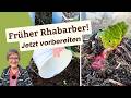Rhabarber früher ernten – So bereite ich ihn jetzt vor