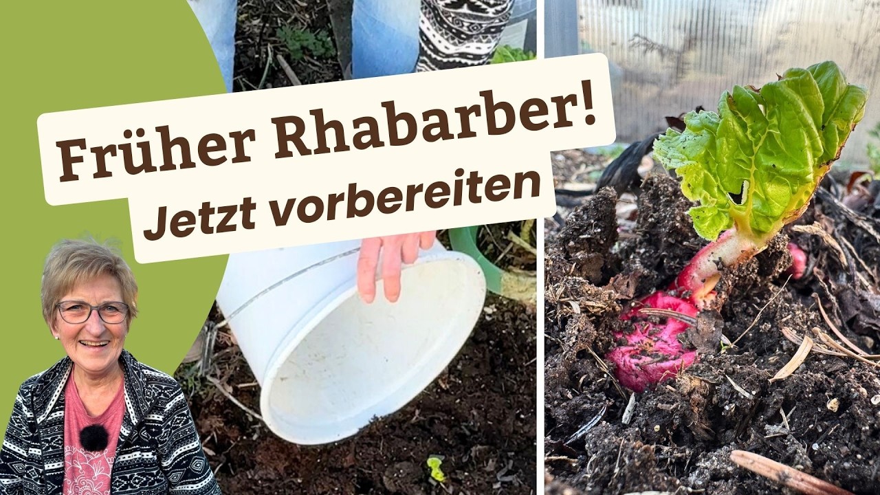 Rhabarber früher ernten – So bereite ich ihn jetzt vor
