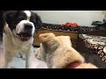 My Dogs meet Lily, the rescued dog! Cutest meeting ever!