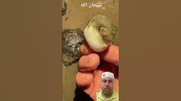 قرآن كريم هذا خلق الله تلاوه خاشعه راحه نفسيه أرح سمعك وقلبك #المصحف #اكسبلور #ترند