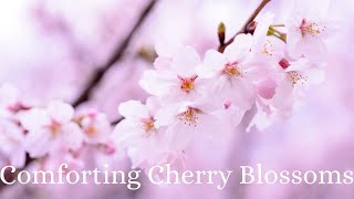 Comforting Cherry Blossoms Music: Relaxing and Zen for a Greater Peace of Mind screenshot 5