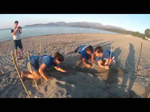 Vidéo: Sauver Les Tortues D'Akumal Bay - Réseau Matador