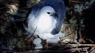 Sea-EagleCAM | Beautiful Eagle Mom with her two precious eggs | June 29, 2022