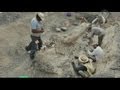 Cохранившийся хвост динозавра откопали в Мексике (новости)
