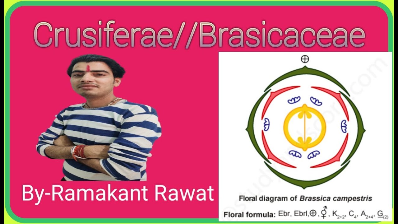 क्रूसी फेरी या ब्रेसी केसी//Crusiferae//