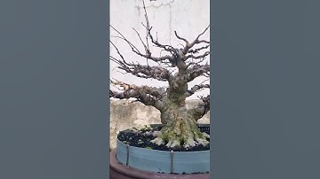 Thumbnail of bolobawono amput #coversong #cover #music #song #singer #bonsai #bonsaitree #liriklaguindo #tanaman