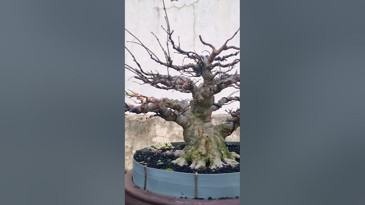 bolobawono amput #coversong #cover #music #song #singer #bonsai #bonsaitree #liriklaguindo #tanaman