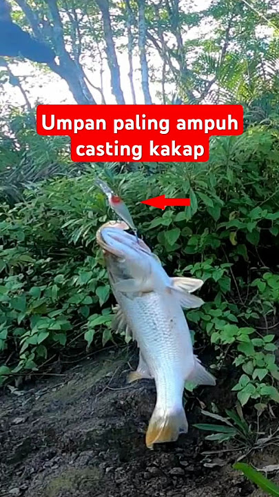 Lure paling mantap untuk casting barramundi #fishing #fishinglife #mancing