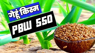 गेंहू की यह किस्म देगी अधिक उपज।  PBW  550