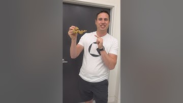 3 Incredible New Ball Python combos!