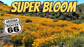 Super Bloom Wildflowers US Route 66 Oatman AZ