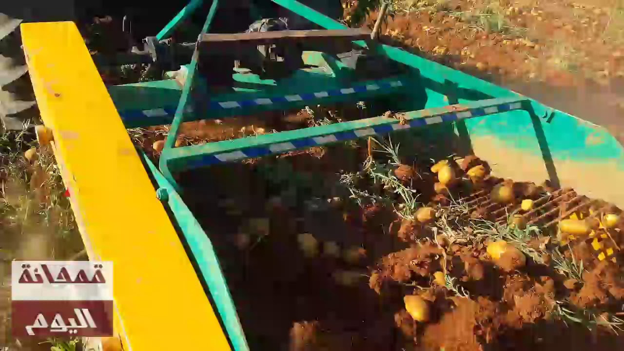 موسم البطاطا - بلدة قمحانة بريف حماة الشمالي