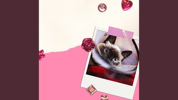 Subdued Backdrops for Cats with Dogs