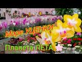 Планета ЛЕТА🌸 огромное количество ОРХИДЕЙ, но состояние УЖАСНОЕ, МОРЕ УЦЕНКИ