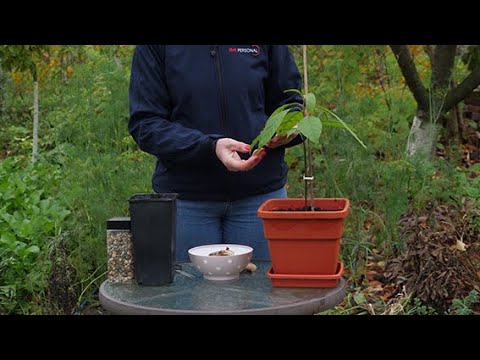 Video: Un arbore de mango este veșnic verde?