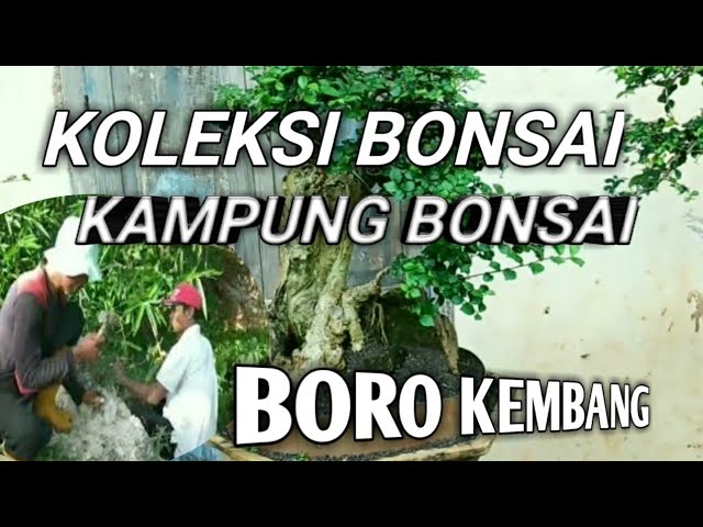 Koleksi Bonsai pak wo Boro kembang || Kampung bonsai kabupaten Tuban class=