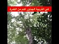 التربية السليمة غراس سليمة نركز فيها على الجذور