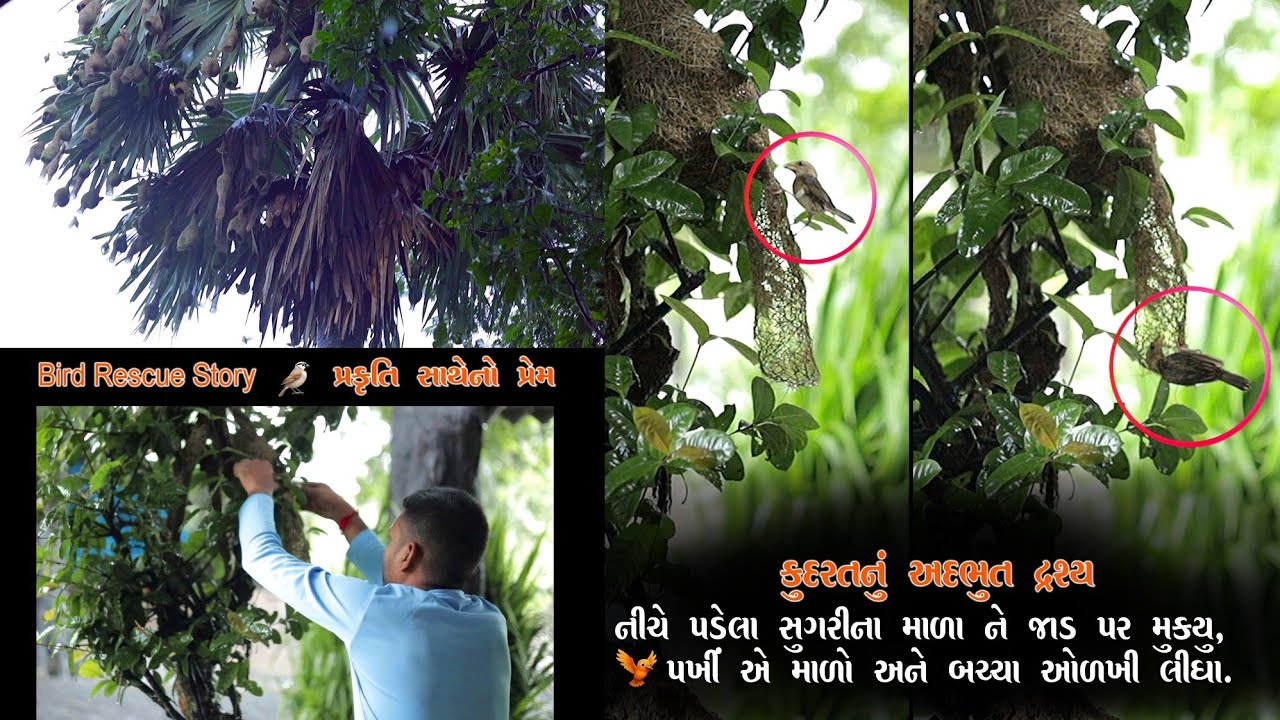 Sugri Bird Nest Rescue 🐦 | Heart Touching Bird Rescue Story | Gujarati Nature Video 2025