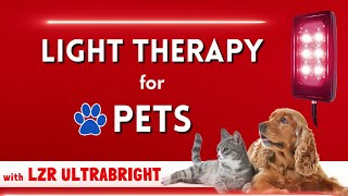 How to treat Small Animals with LED light Therapy | Light therapy for animals