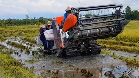 MÁY CẮT LÚA KUBOTA DC 93 CHẠY CẮT LÚA MÙA NƯỚC LŨ máy gặt đập Liên Hợp yanmar 850 lái vô lăng