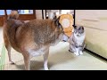 いなくなった猫を探しに探して見つかった時の柴犬はこちらです笑