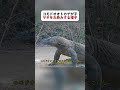 コモドオオトカゲが子ヤギを丸呑みする様子 #野生生物 #コモドオオトカゲ #捕食 #fyp #foryou